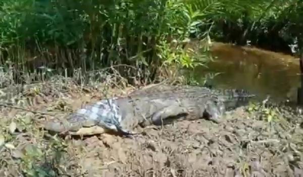 Buaya berbobot 700 kilogram dan panjang 5 meter di Sungai Piyai. (Foto: iNews/Muhammad Yusuf).