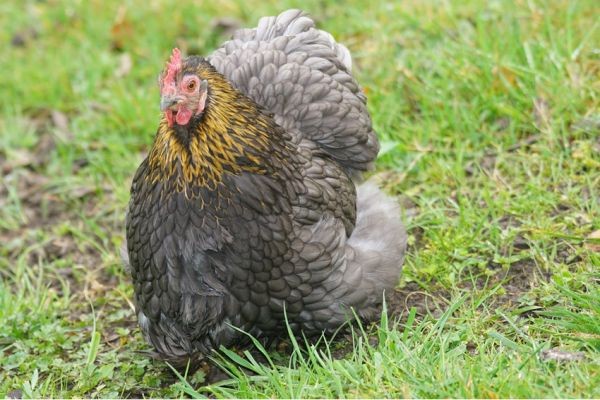 Ayam Cochin Ayam Cochin tingginya bisa mencapai tingginya mencapai 66,04 cm.