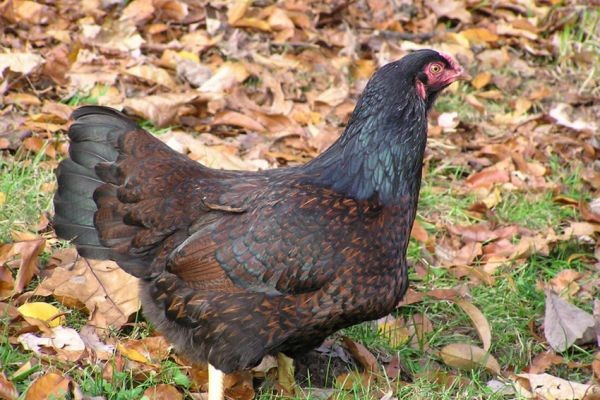 Ayam Cornish Ayam Cornish memiliki tinggi hingga 50,8 cm.