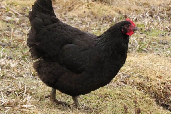 Ayam Jersey Giant Ayam jersey jantan tingginya di kisaran 50,8 – 63,5 cm