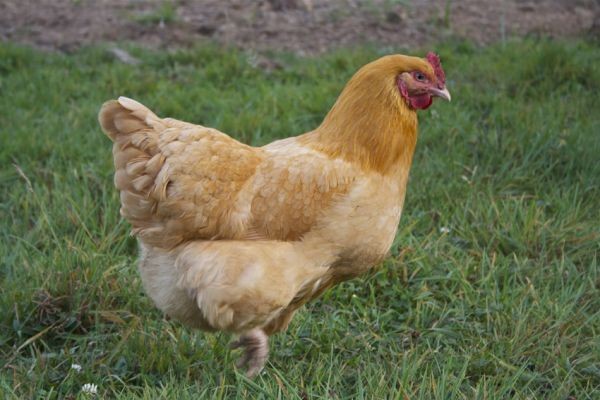 Ayam Orpington Ayam Orpington memiliki berat sekitar 4,5 kg dengan tinggi sekitar 40 cm.