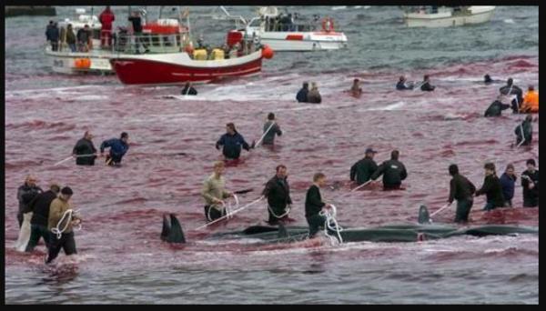 bantai luma-lumba Tradisi yang dilakukan di pantai-pantai dunia, salah satunya di Kepulauan Faroe. (Foto: Reuters)