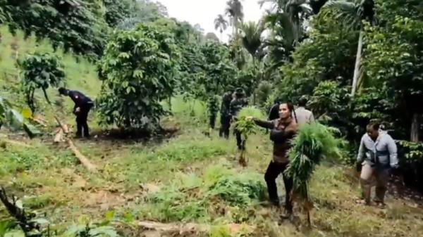 Kebun Ganja-1 Jajaran Polda Lampung dan Tim gabungan mengungkap 6,28 hektare kebun ganja di pedalaman Desa Lhokdrien Dusun Uteu, Kecamatan Sawang, Aceh Utara (Andres Afandi/MNC Portal)