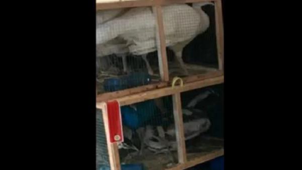 Ribuan burung impor tertahan di Gudang Kargo Bandara Internasional Kualanamu, Deliserdang, Sumatera Utara. (Foto: Istimewa).