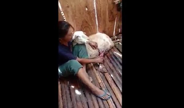 kambing mati misterius Pemilik menangis mengetahui kambingnya mati dan terluka, Rabu (9/3/2022). (Foto: iNews.id/Riski Amirul Ahmad).