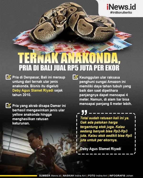 Infografis Ternak Anakonda, Pria di Bali Ini Bisa Jual Ular Rp5 Juta per Ekor (Foto: iNews/Johan) Infografis Ternak Anakonda, Pria di Bali Ini Bisa Jual Ular Rp5 Juta per Ekor (Foto: iNews/Johan)