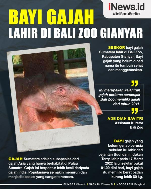 Infografis Bayi Gajah Infografis bayi gajah Sumatera lahir di Bali Zoo. (Grafis: Mashudi)