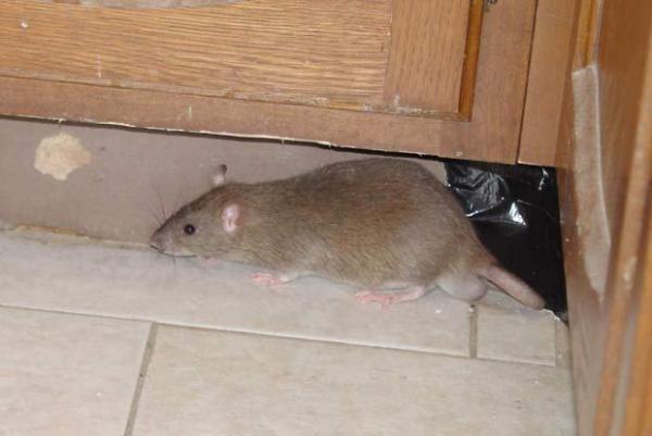 Fumida Tikus (Foto: Dok Fumida)