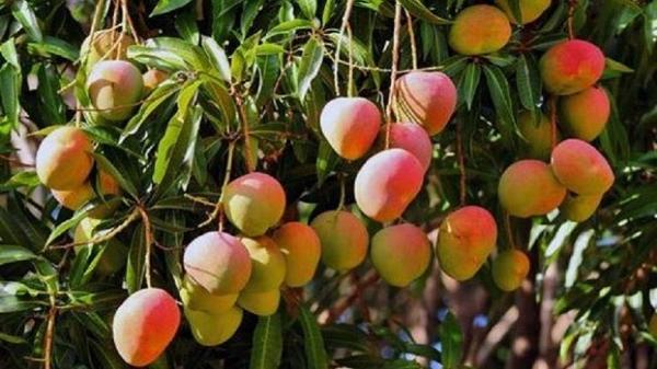 MANGGA GEDONG GINCU Mangga gedong gincu banyak ditanam petani di Cirebon dan Indramayu. (FOTO: ISTIMEWA)