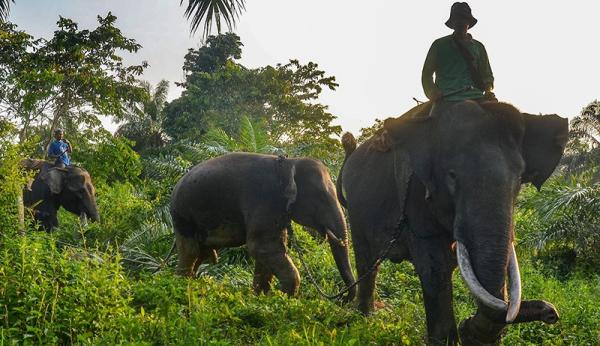 Hewan Asli Pulau Sumatera, Gajah Sumatera (Foto: Antara) Hewan Asli Pulau Sumatera, Gajah Sumatera (Foto: Antara)