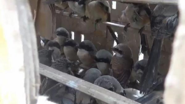 Burung Pentet Heri Sebanyak 643 burung dari berbagai jenis diamankan Kepolisian Sektor Kawasan Pelabuhan (KSKP) Bakauheni, Lampung, Kamis (26/5/2022). (Foto: Heri Fulistiawan).