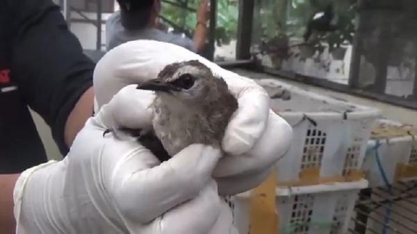 Burung Trucuk Heri Sebanyak 643 burung dari berbagai jenis diamankan Kepolisian Sektor Kawasan Pelabuhan (KSKP) Bakauheni, Lampung, Kamis (26/5/2022). (Foto: Heri Fulistiawan).