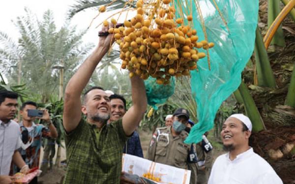 Wagub Sumut Musa Rajekshah mengunjungi kebun kurma Menanam pohon kurma salah satu amalan yang pahalanya terus mengalir. (Foto: Dok Pemprov Sumut)