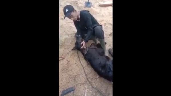 viral sapi sekarat Tangkapan layar saat pemuda ponorogo memberi semangat anak sapi agar tetap hidup. (Ahmad Subekhi).
