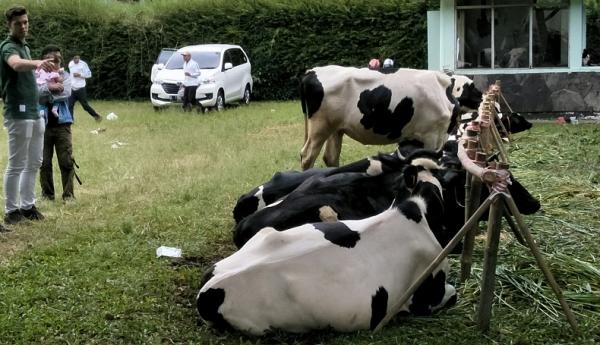 Sapi Perah Wabah PMK yang terus menyebar di wilayah KBB mengakibatkan pasokan susu sapi ke KPSBU Lembang menurun karena banyak sapi yang sakit sehingga produksi susunya turun. (Foto: iNews.id/Adi Haryanto)