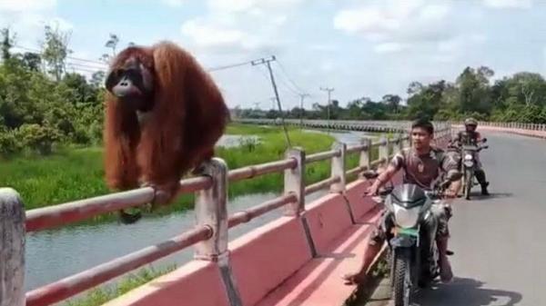 orang utan Orang utan nyasar di Jembatan Panjang, Kelurahan Hilir, Kecamatan Kotawaringin Lama (Kolam), Kotawaringin Barat, Kalteng. (Foto: iNews/Sigit Dzakwan)