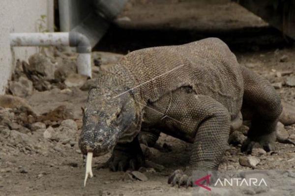 Pulau Komodo Komodo merupakan hewan purba yang hanya bisa ditemukan di Indonesia (Foto : ANTARA)