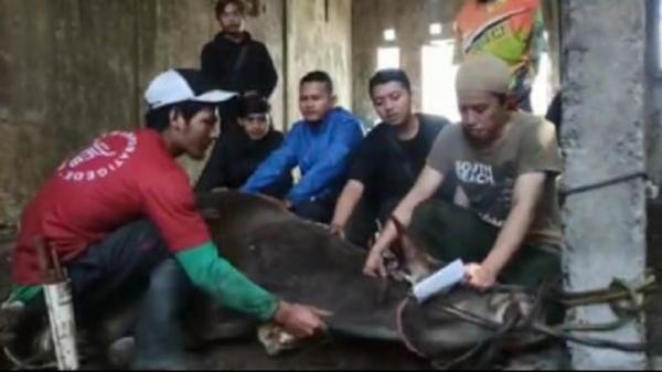 KNPI KAB BANDUNG1 Prosesi penyembelihan hewan kurban DPD KNPI Kabupaten Bandung. (FOTO: ISTIMEWA)