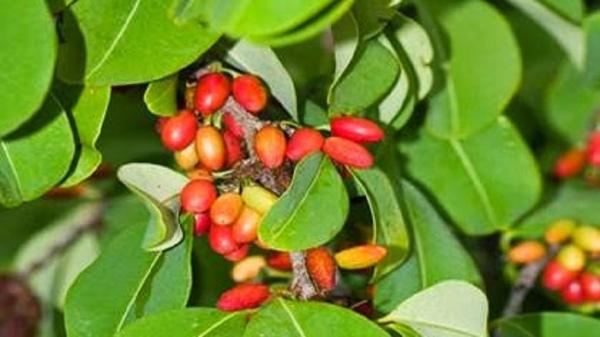 TANAMAN KOKA Biji dan daun tanaman koka diolah menjadi kokain. (FOTO: ISTIMEWA)