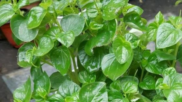 Manfaat Daun Sirih Cina Daun Sirih salah satu cara mengobati sariawan dengan cepat secara alami. (Foto: Istimewa)
