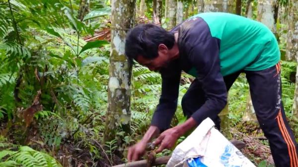 Pak Daim, pria 61 tahun yang pernah dianggap gila karena tanam pohon pinang di hutan lereng gunung Lemongan, Jatim (Yayan Nugroho/MNC Portal)