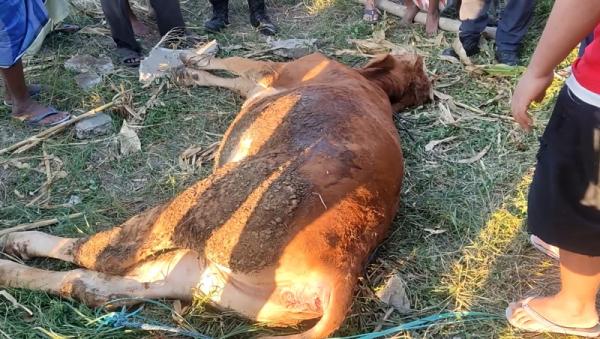 sapi sumur mojokerto Penampakan sapi lomosin yang mati setelah masuk sumur sedalam 10 meter. (sholahudin).