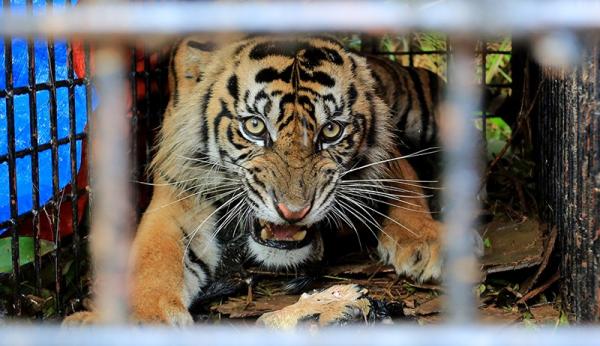 Hewan Asli Pulau Sumatera, Harimau Sumatera (Foto : Ist) Hewan Asli Pulau Sumatera, Harimau Sumatera (Foto : Ist)