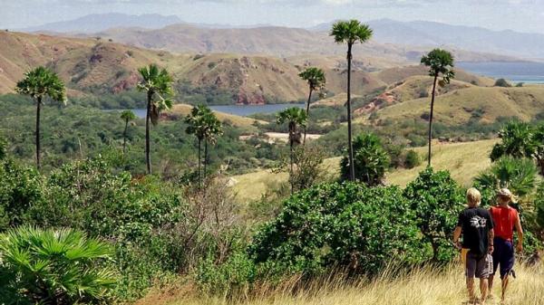Pulau Rinca, tempat wisata di Pulau Komodo yang memesona dan wajib dikunjungi. (Foto : Ist)