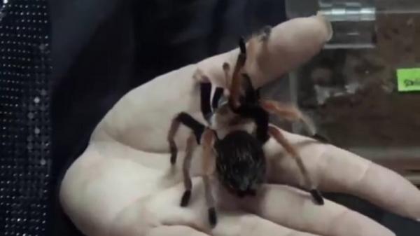 TARANTULA MING CU Tarantula koleksi Ming Cu. (FOTO: iNews/ERVAN DAVID)