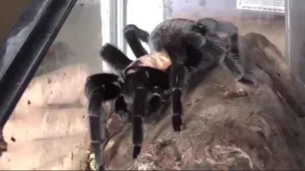 TARANTULA MING CU1 Dari budi daya tarantula, Ming Cu meraup Rp10 juta-Rp20 juta per bulan. (FOTO: iNews/ERVAN DAVID)