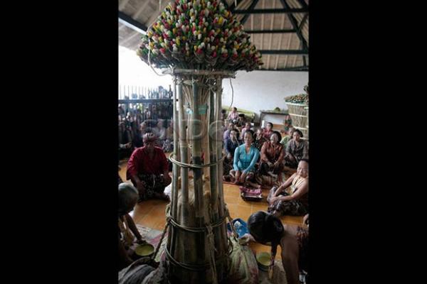 Tumplak Wajik 2 Salah satu prosesi Tumplak Wajik di Keraton Yogyakarta. (Foto Foto : Dok SINDOnews)