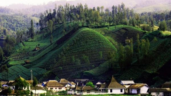 Desa Ranupani, Lumajang Desa Ranupani, Lumajang (Kemenparekraf)