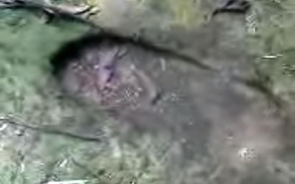 Telapak Kaki Datok Kullup Telapak kaki Datok Kullup di Bukit Piantus. (Foto: Ist)