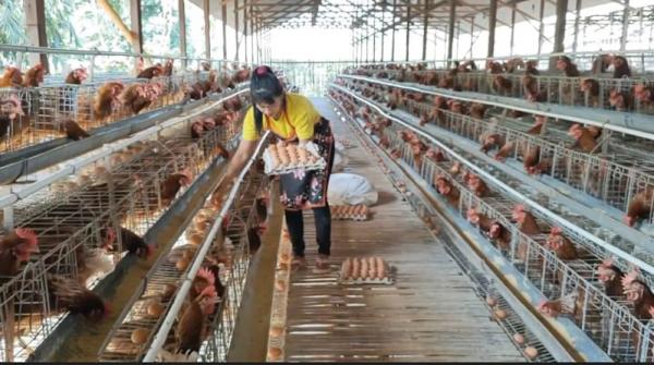 Pemerintah Naikkan Harga Acuan Ayam Hidup Jadi Rp19.500 per Kg Mulai 15 Juli