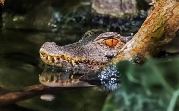 Buaya Warga Suku Bugis dilarang menyebut buaya. (Foto: Ilustrasi/Ist)