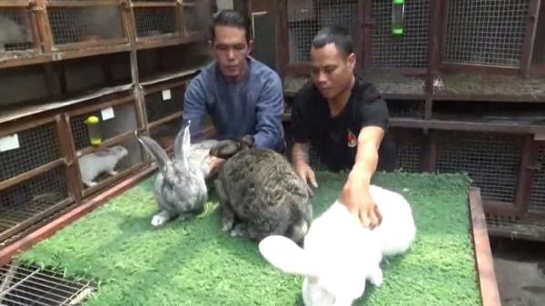 GERMAN GIANT RABBIT KELINCI RAKSASA Asep Yana (kaus lengan panjang) menunjukkan German Giant Rabbit yang dibudidayakan. (FOTO: iNews/YUWONO WAHYU)