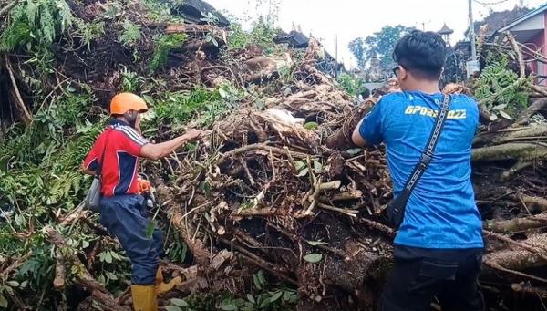 Pohon berusia ratusan tahun di Bali tumbang saat hujan deras (Foto: iNewsTV/Ari Wiradarma)