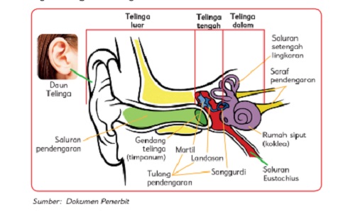 Gambar telinga dan fungsinya Gambar telinga dan fungsinya