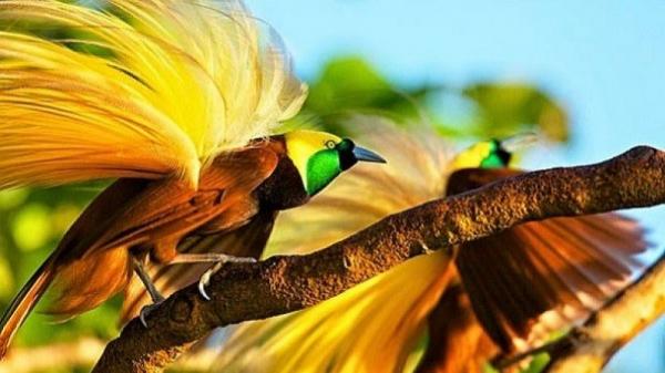 Burung Cenderawasih Burung Cenderawasih salah satu hewan khas papua yang sudah hampir punah. (Foto : Antara)