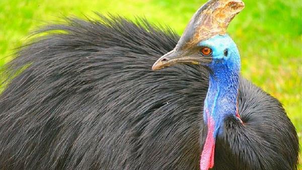 Burung Kasuari Burung Kasuari, salah satu hewan khas papua yang sudah hampir punah. (Foto : Ist)