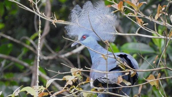 Burung Mambruk Burung Mambruk, salah satu hewan khas papua yang sudah hampir punah. (Foto : Antara)