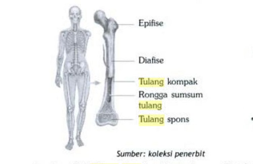 Contoh Tulang Pipa Contoh Tulang Pipa (screenshot)
