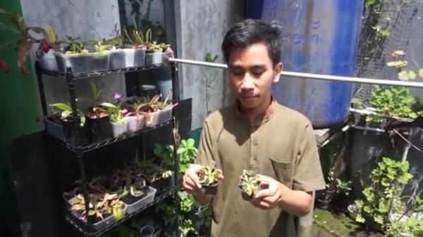 TANAMAN KARNIVORA1 Khoerul Anwar, warga Dayeuhkolot, Bandung, yang meraih jutaan rupiah dari tanaman karnivora. (FOTO: iNews/ERICK FAHRIZAL)