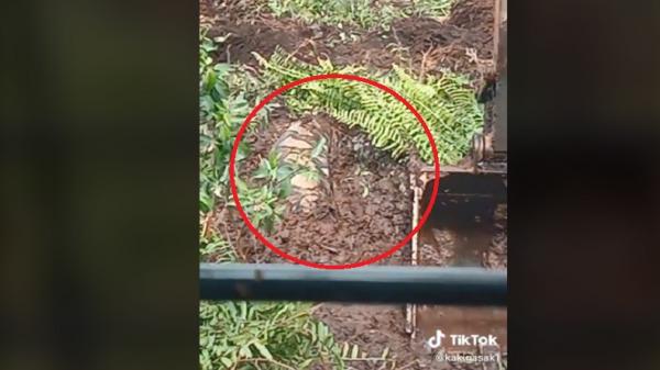 Viral Operator Ekskavator Keruk Tanah tapi Temukan Ular Ukuran Besar, Netizen Merinding
