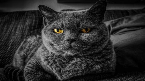 Cat G05c769010 1920 Ras kucing termahal di dunia, British Shorthair (Foto: Pixabay)