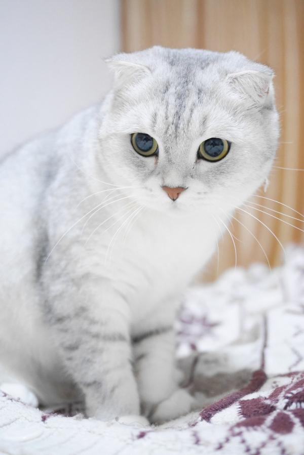 Ras kucing termahal di dunia, Scottish Fold (Foto: Pixabay) Ras kucing termahal di dunia, Scottish Fold (Foto: Pixabay)