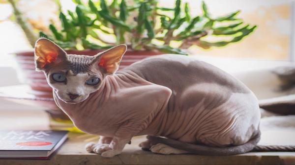 Ras kucing termahal di dunia, Sphynx Ras kucing termahal di dunia, Sphynx (Foto: Pixabay)
