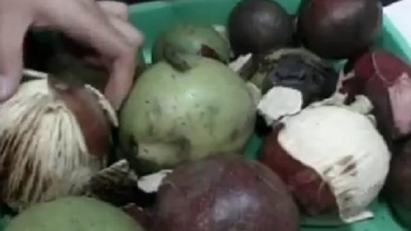 Daftar Buah Langka Jadi Nama Daerah di Jakarta, Buah Bintaro (Foto: iNews) Daftar Buah Langka Jadi Nama Daerah di Jakarta, Buah Bintaro (Foto: iNews)