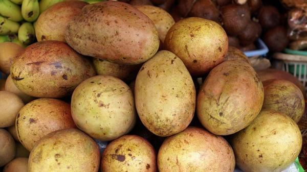 Daftar Buah Langka Jadi Nama Daerah di Jakarta, Buah Kemang (Foto: Dok Pemkot Bogor) Daftar Buah Langka Jadi Nama Daerah di Jakarta, Buah Kemang (Foto: Dok Pemkot Bogor)