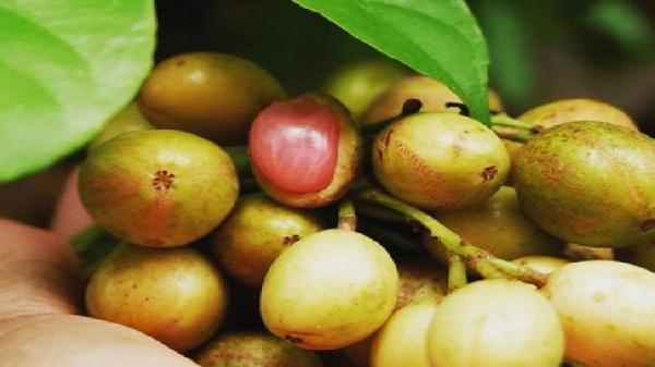 Daftar Buah Langka Jadi Nama Daerah di Jakarta, Buah Menteng (Foto: Dok Pemprov NTB) Daftar Buah Langka Jadi Nama Daerah di Jakarta, Buah Menteng (Foto: Dok Pemprov NTB)
